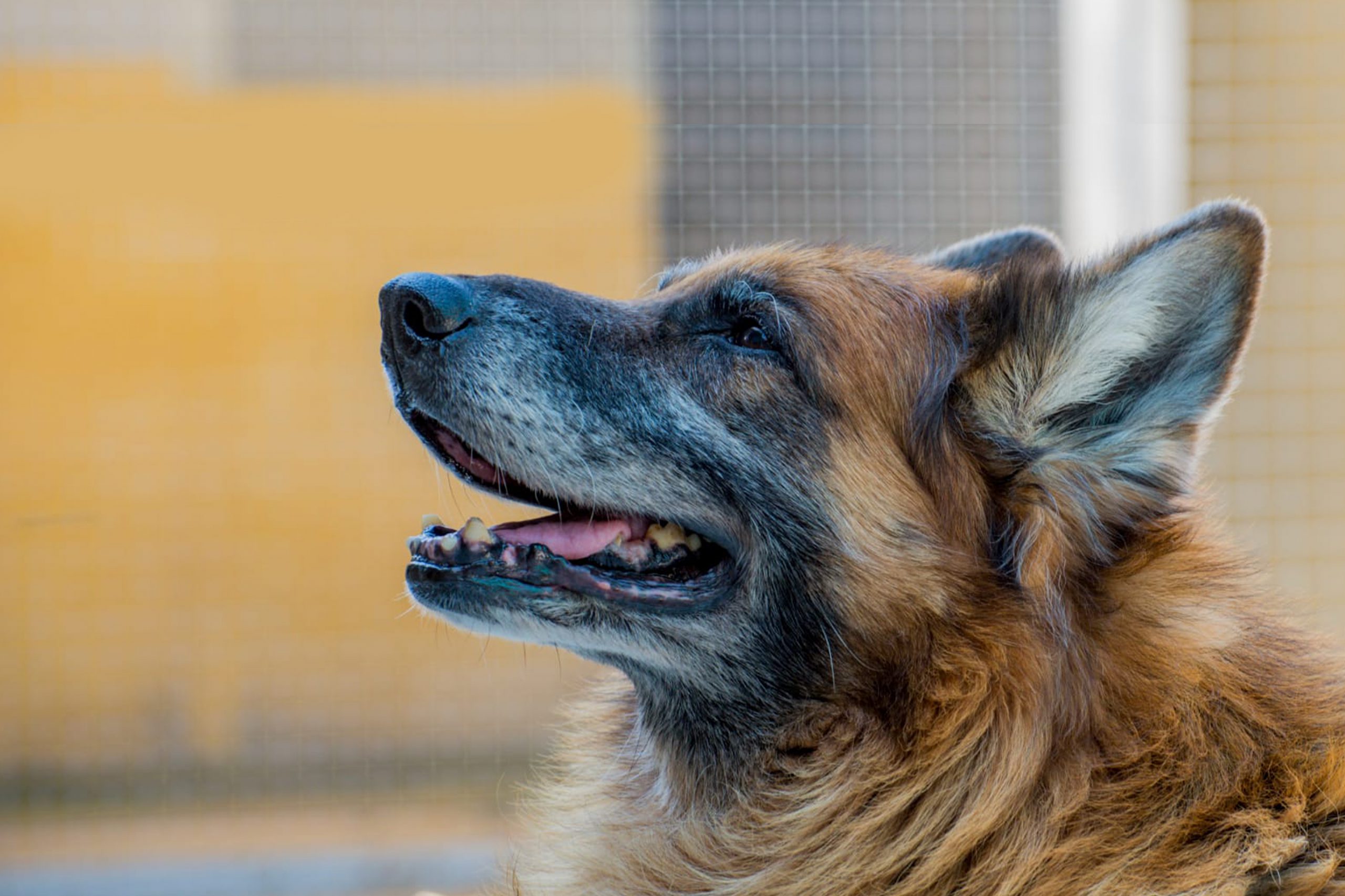 Cucciolo su sfondo grigio