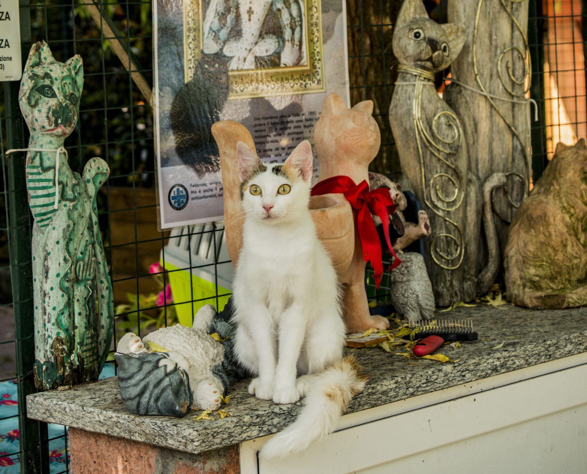 Gatto del rifugio