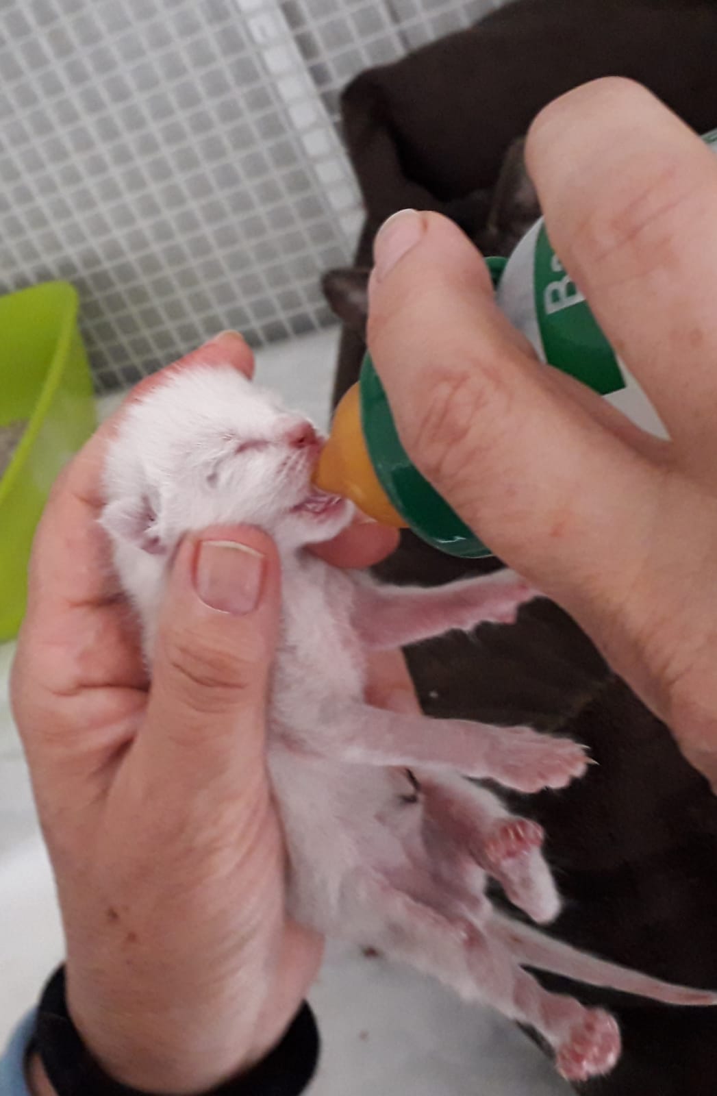 Gattino allattato