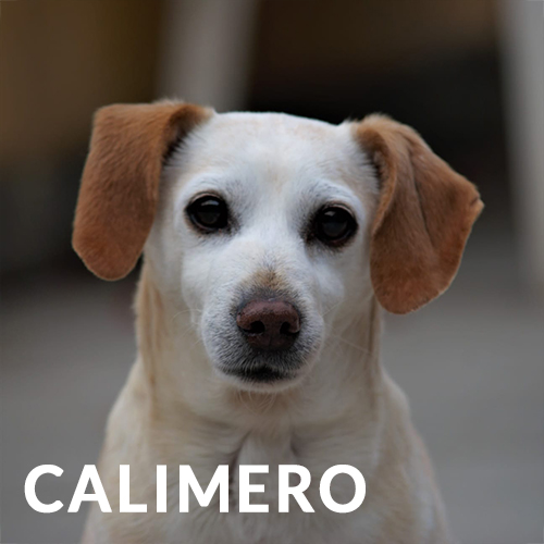 Cane Calimero