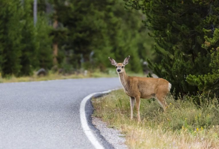 Cervo vicino alla strada