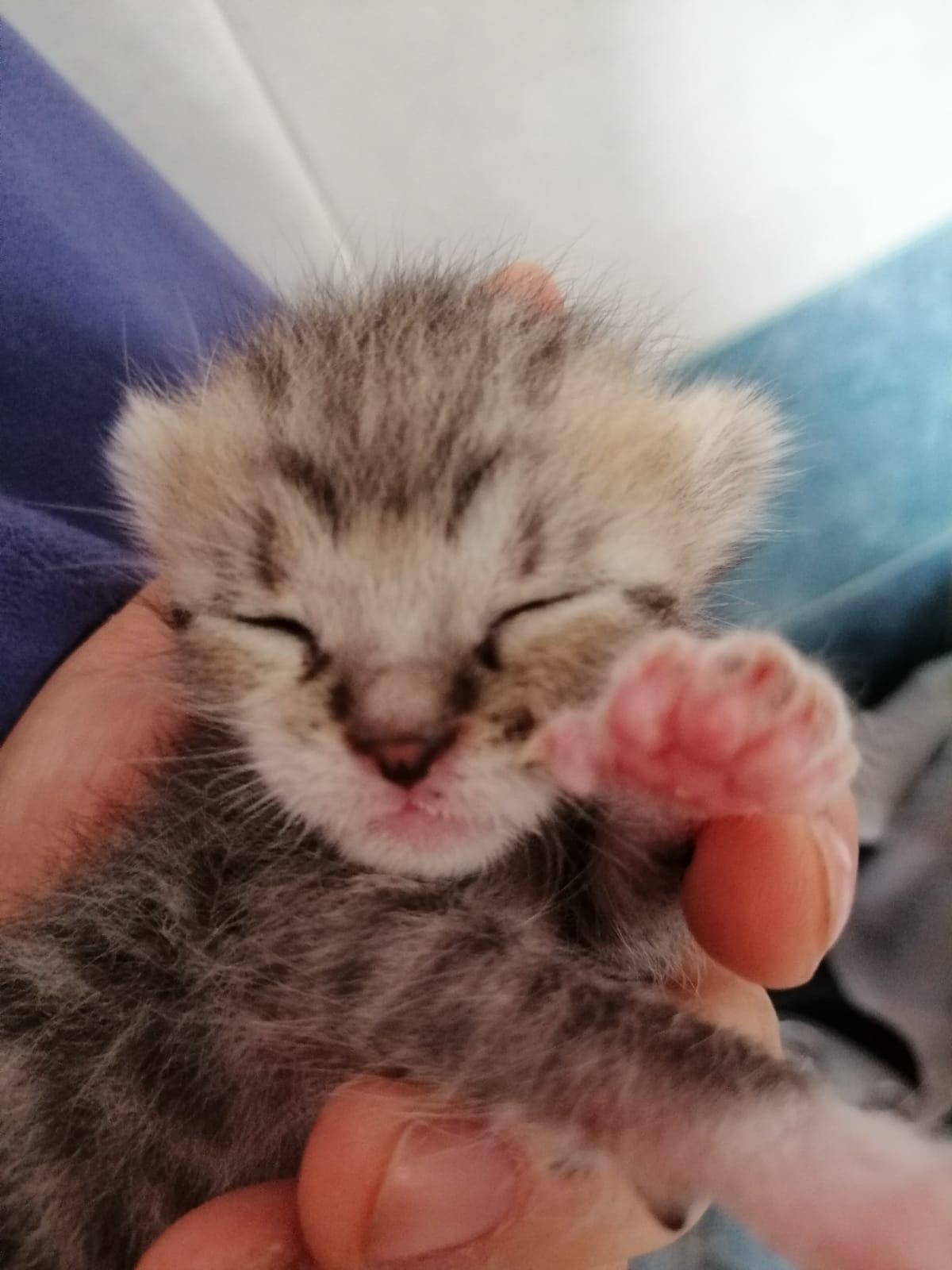 cucciolo di gatto tenuto in mano