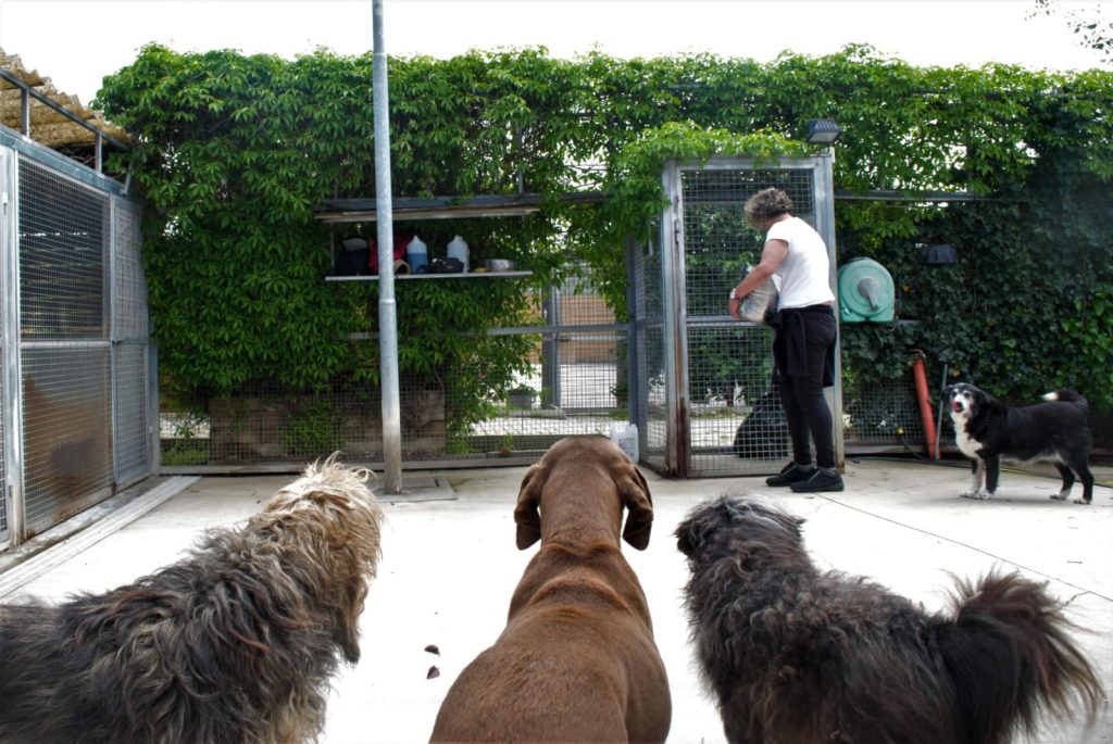 Cani che guardano una volontaria