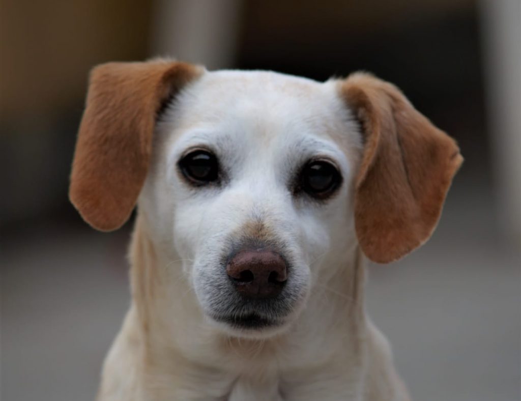 Cane Calimero