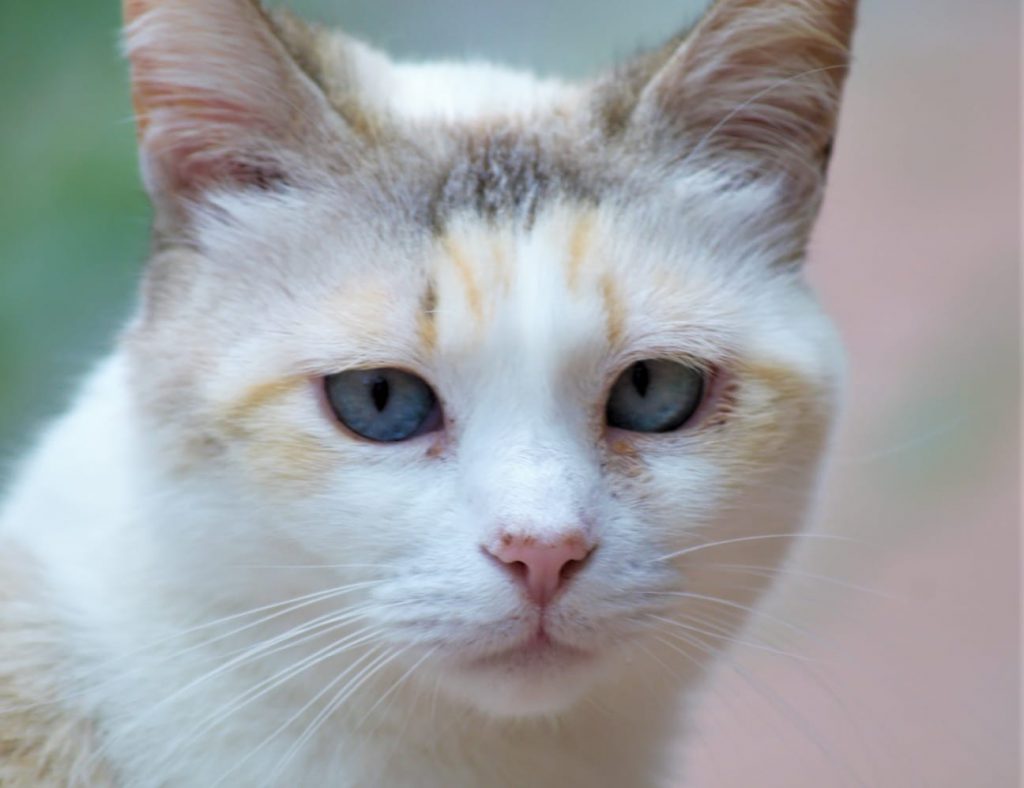 Gatto Miuccia