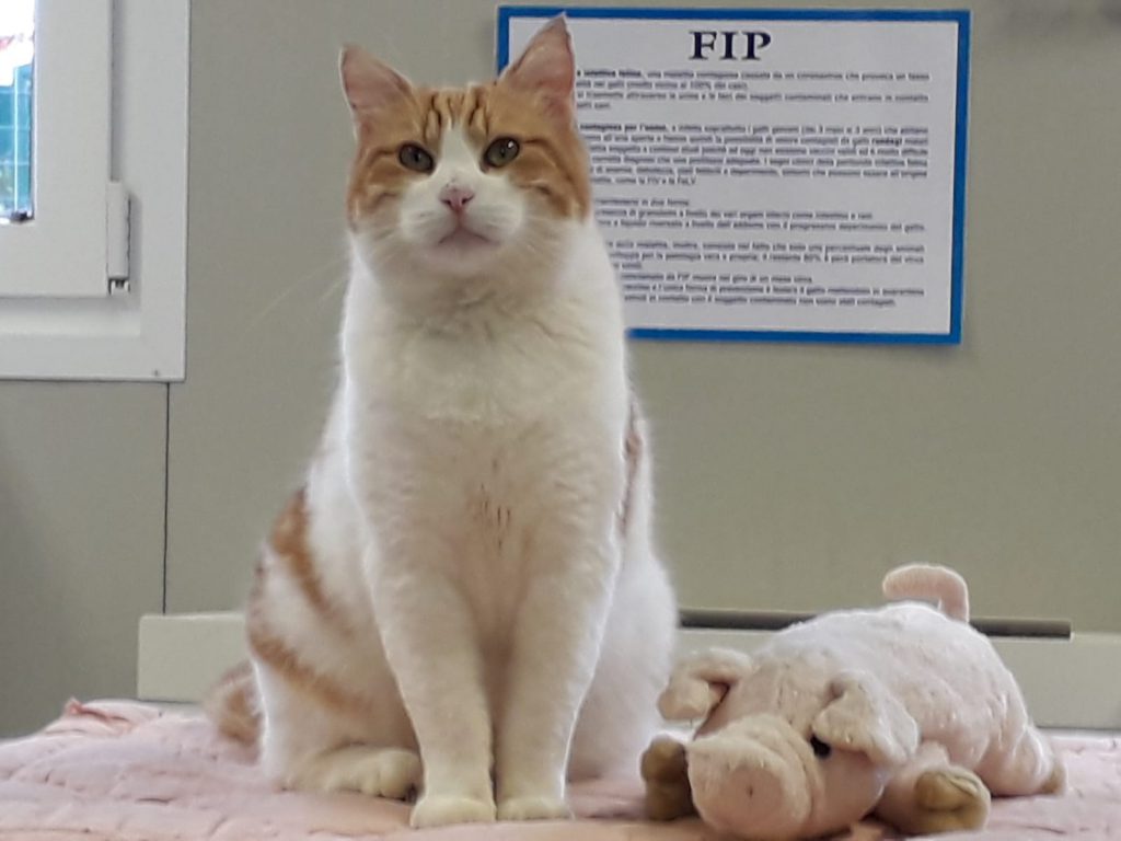 Gatto Ispettore