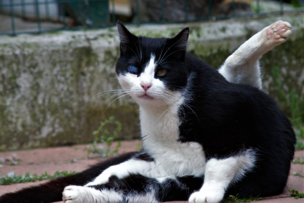 Gatto Gianni