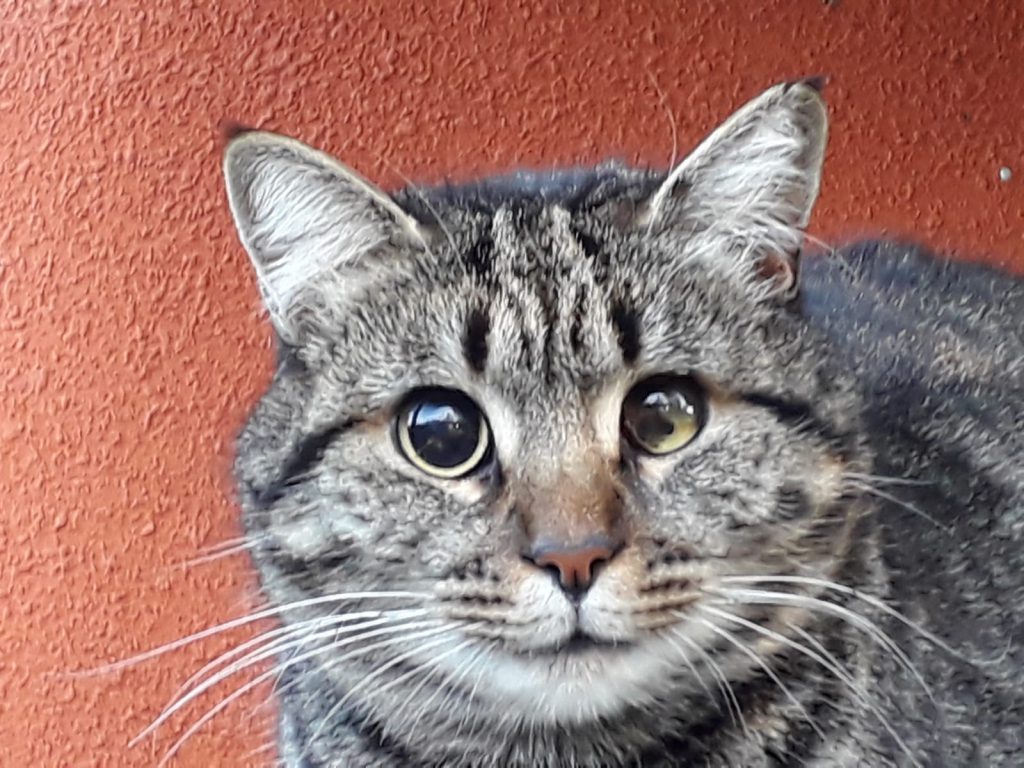 Gatto Orbi