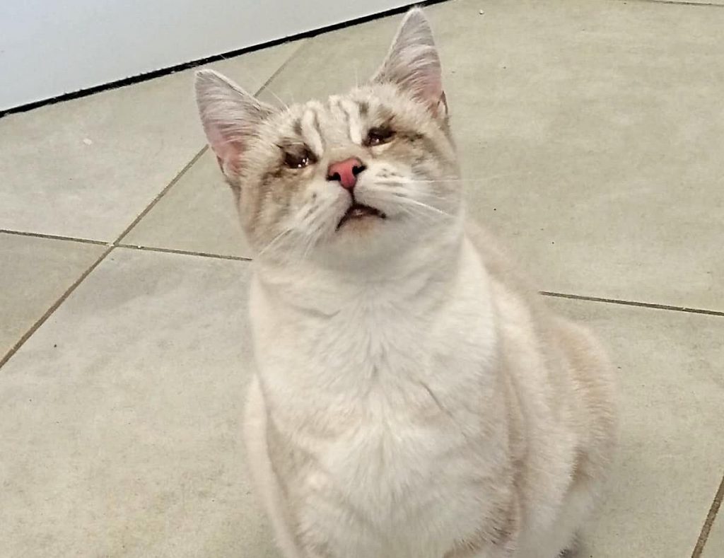 Gatto Antonietta